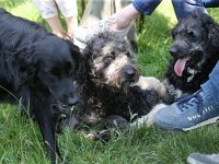 Puppys van Bliss040622-0156